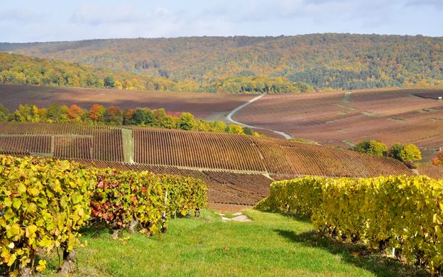 Route du Champagne VIP Private Tour with Wine Tastings and Cellar Visits, from Paris